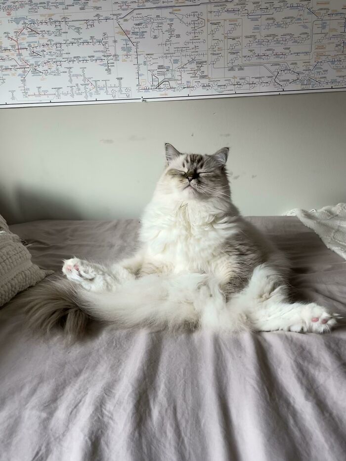 30 Extremely Funny Pictures Of Malfunctioning Cats 