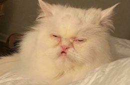 30 Extremely Funny Pictures Of Malfunctioning Cats