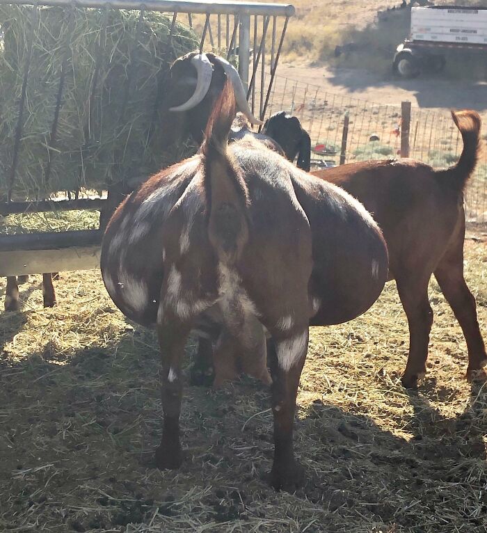 30 Extremely Adorable And Cute Pregnant Animals 