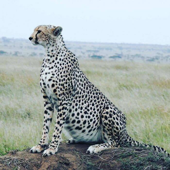 30 Extremely Adorable And Cute Pregnant Animals 