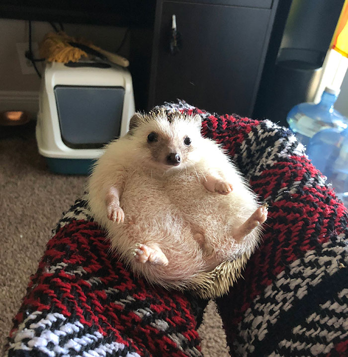 Adorable Pregnant Animals 104 637210E7A5626 700