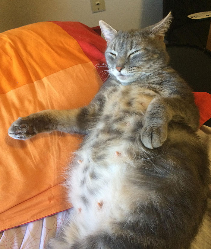 30 Extremely Adorable And Cute Pregnant Animals 