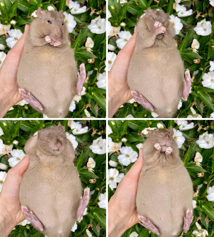 Adorable Pregnant Animals 118 6380Cf87Ebab9 700