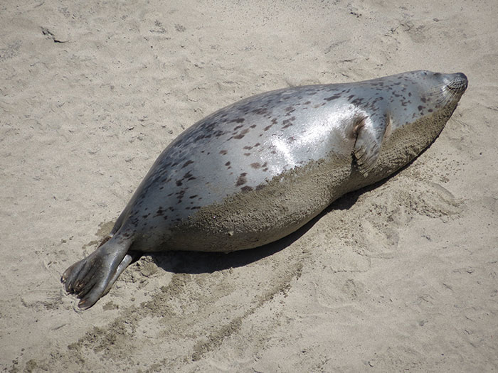 Adorable Pregnant Animals 12 636D0Db79C8Fe 700