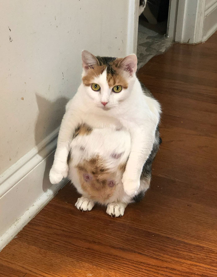 Adorable Pregnant Animals 121 6380Da0D478B4 700