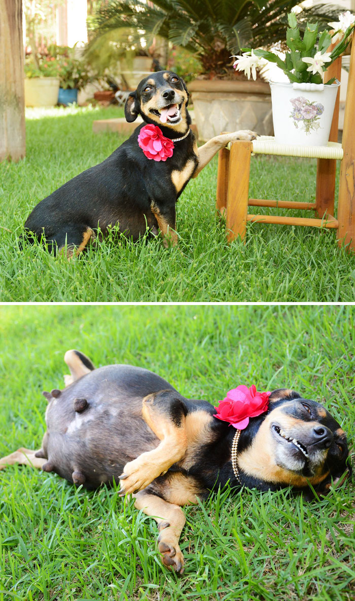 30 Extremely Adorable And Cute Pregnant Animals 
