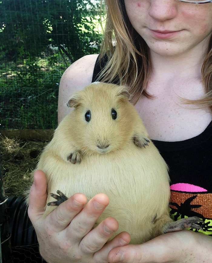Adorable Pregnant Animals 20 6384Ddcac12Ac 700 1
