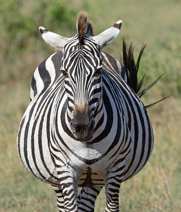 30 Extremely Adorable And Cute Pregnant Animals 