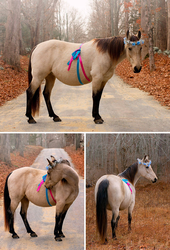 Adorable Pregnant Animals 24 6385Bd2E7D290 700
