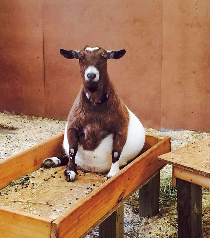 Adorable Pregnant Animals 25 6385C1Ba08Ed3 700