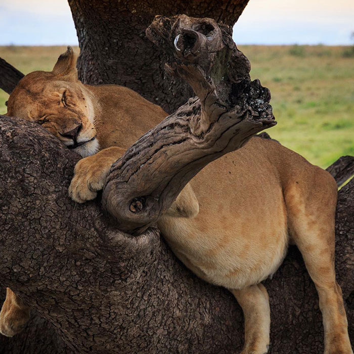 Adorable Pregnant Animals 27 6385C2Cfe98D7 700