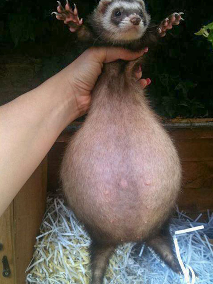 Adorable Pregnant Animals 28 6385C3348Ff95 700