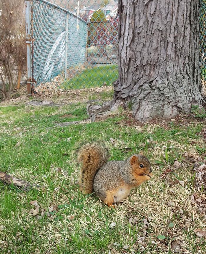 30 Extremely Adorable And Cute Pregnant Animals 