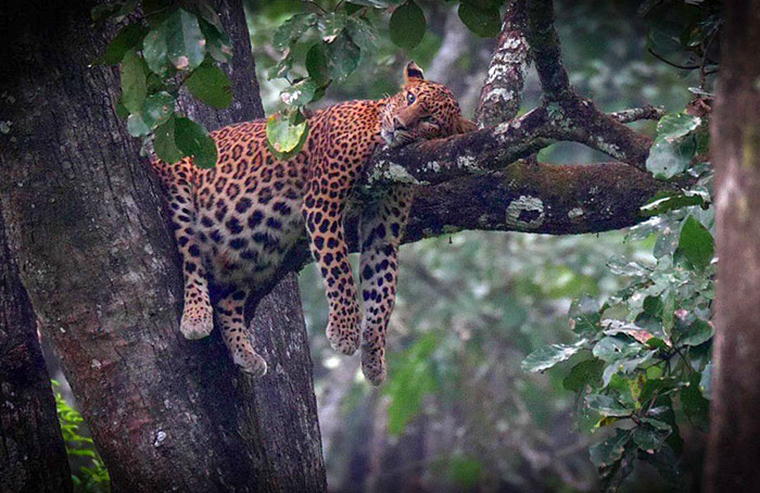 30 Extremely Adorable And Cute Pregnant Animals 
