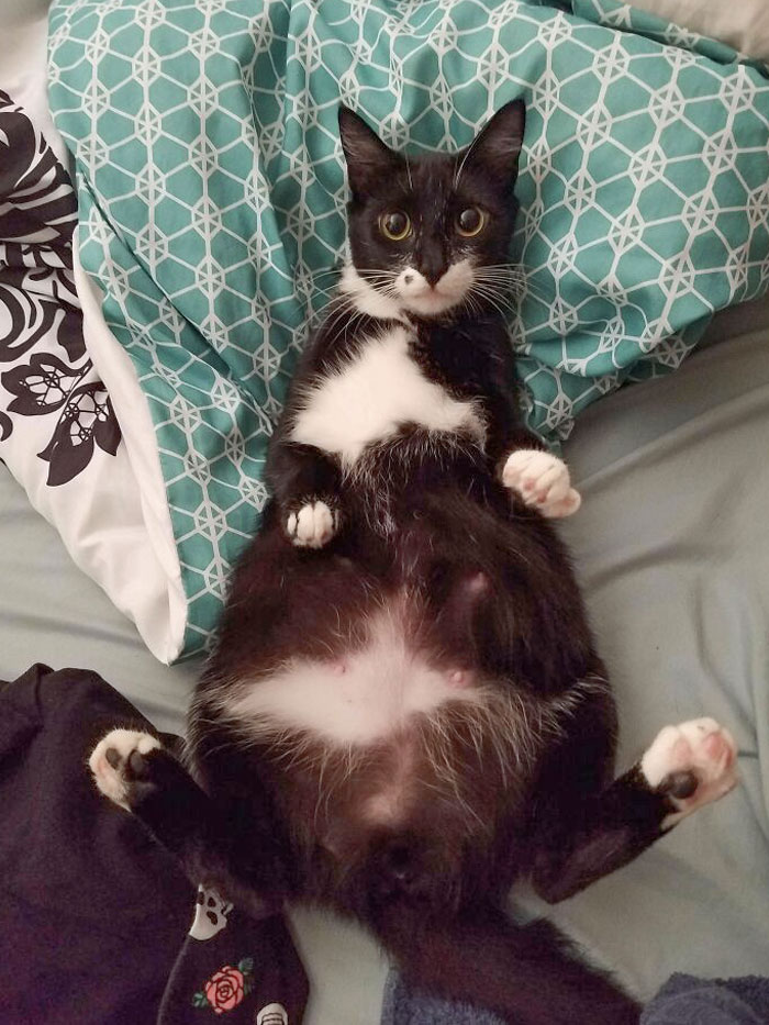 30 Extremely Adorable And Cute Pregnant Animals 