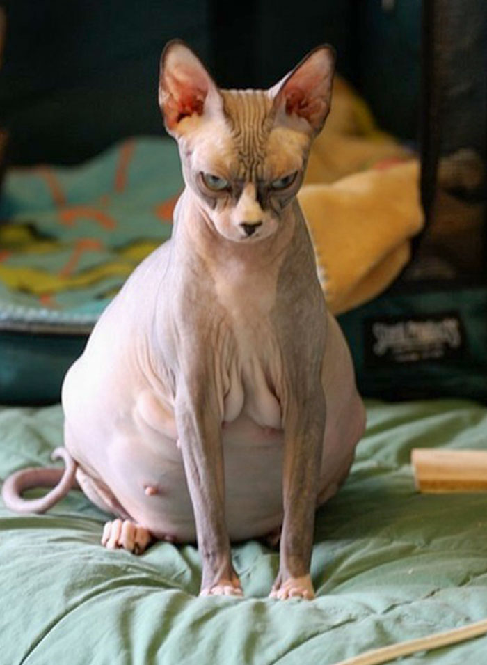 Adorable Pregnant Animals 67 6385Ff772Df34 700 1