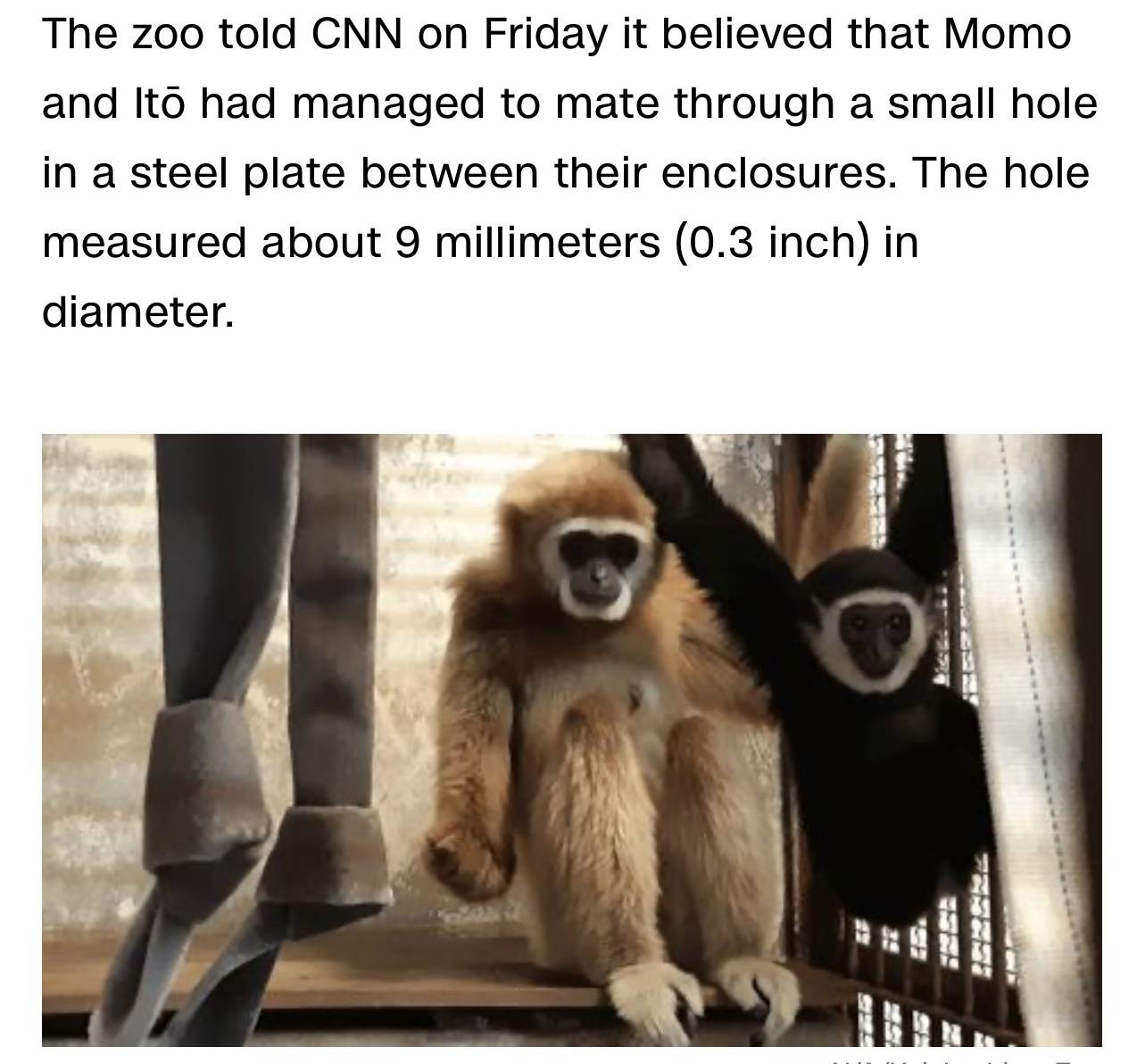 Japanese monkey uses glory hole