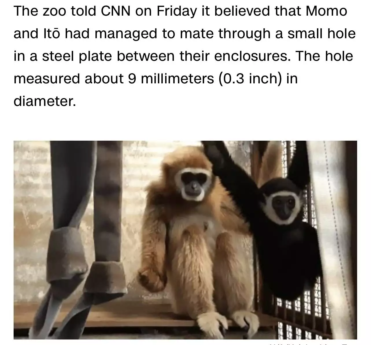 Japanese Monkey Uses Glory Hole