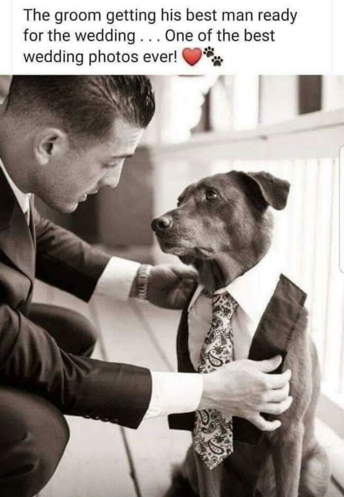 30 Adorable Times People Encountered Wholesome Dogs