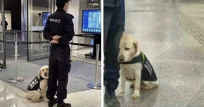 30 Adorable Times People Encountered Wholesome Dogs