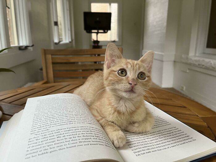30 Amazing Pictures Of Ginger Cats You Didn't Know You Needed 