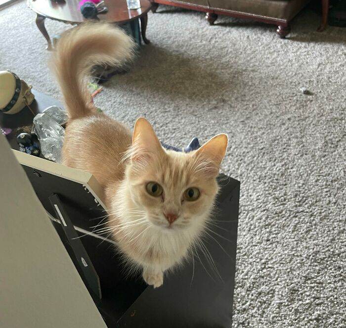 633458363915b orange cats