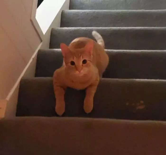 63354A5E3720E Orange Cats