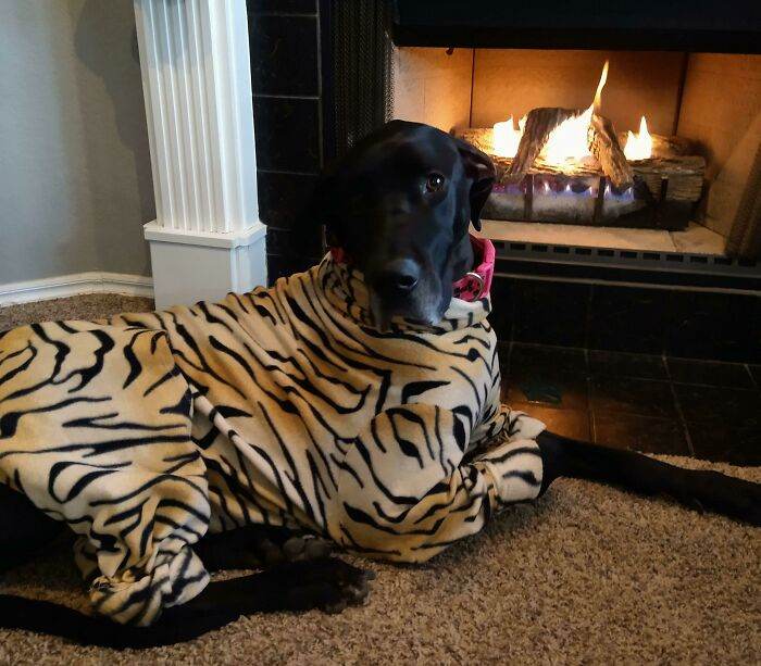 30 Funny Pics Of Great Danes With No Regard For Their Size 