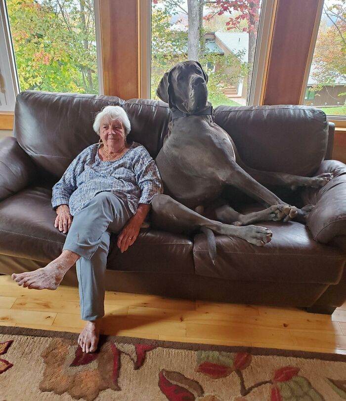 63e3add44114d funny dogs great danes pics
