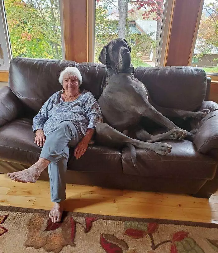 63E3Add44114D Funny Dogs Great Danes Pics