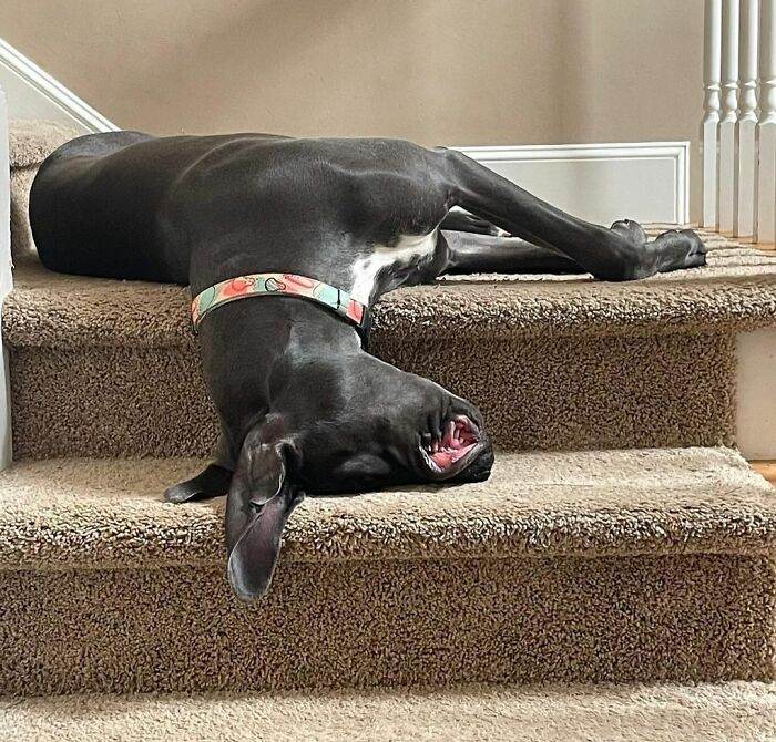 63ff707d91a2c funny dogs great danes pics