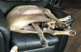 640055Fd617D8 Funny Dogs Great Danes Pics