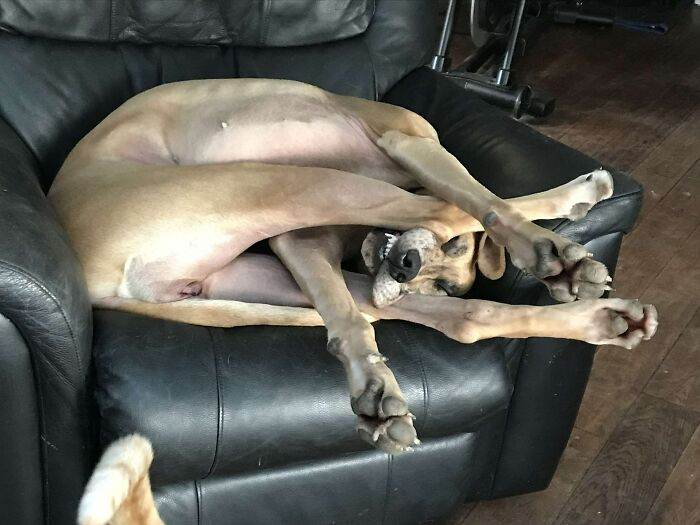 640055fd617d8 funny dogs great danes pics