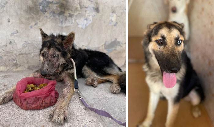 before after adoption 12 63fdbd8a6fab1 700