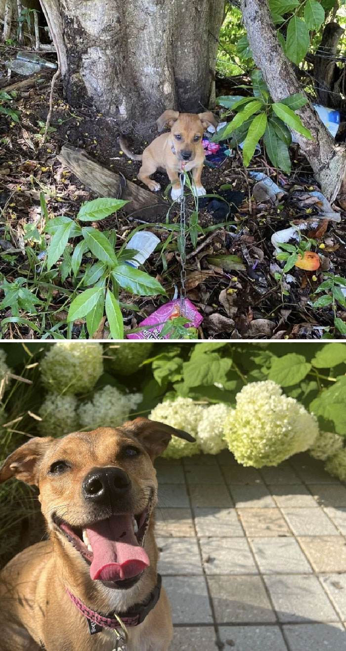 before after adoption 256 63ff5cadb6591 700