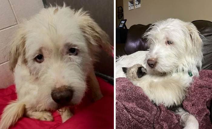 before after adoption 257 63ff5ce77ebb5 700