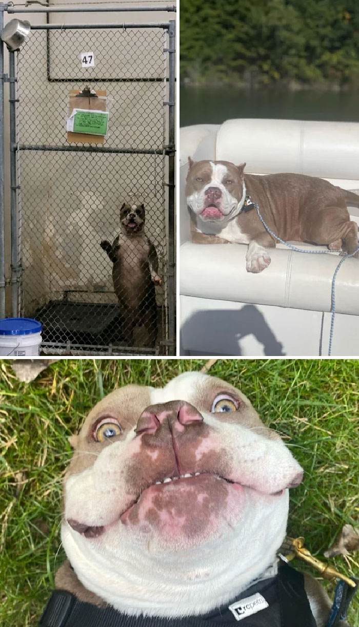 30 Heartwarming Pictures of Rescue Dogs Before And After They Were Saved 