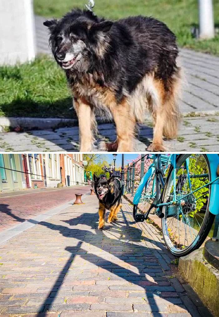 before after adoption 35 63fdefda90fb1 700