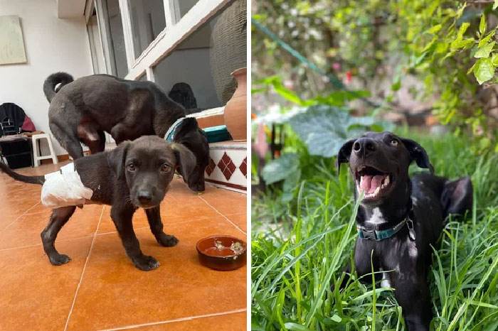 before after adoption 46 63fdfa17d65aa 700