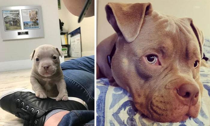 before after adoption 48 63fdfac28fde0 700