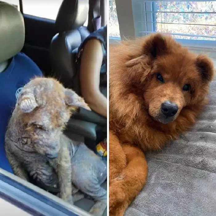 Before After Adoption 5 63Fdb9Fc59Fc6 700