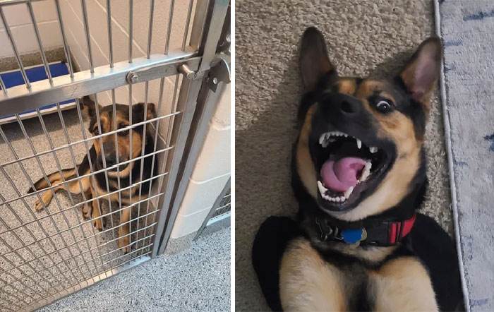 before after adoption 56 63fe02075efd1 700