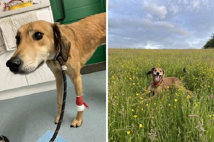 before after adoption 6 63fdbaa1b99c5 700