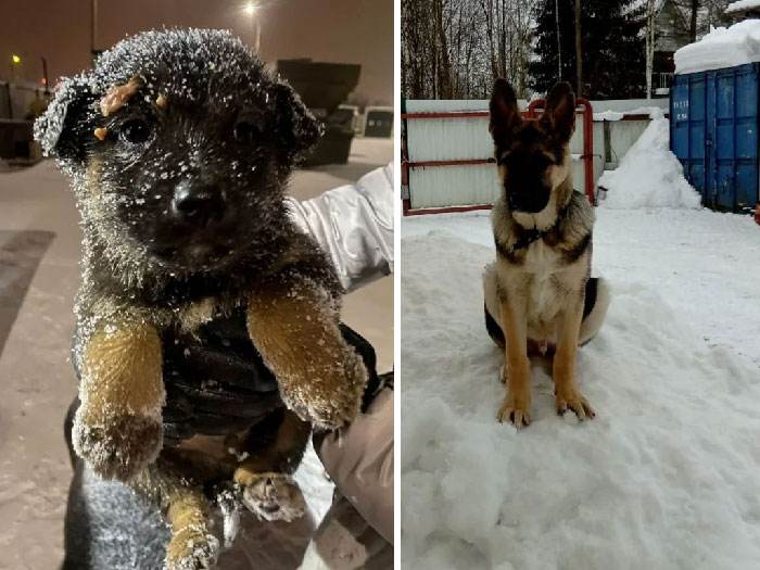 before after adoption 73 63fe098cd7396 700
