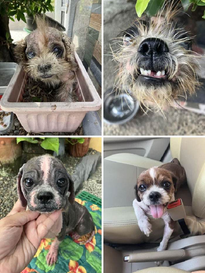 before after adoption 8 63fdbb58406ae 700
