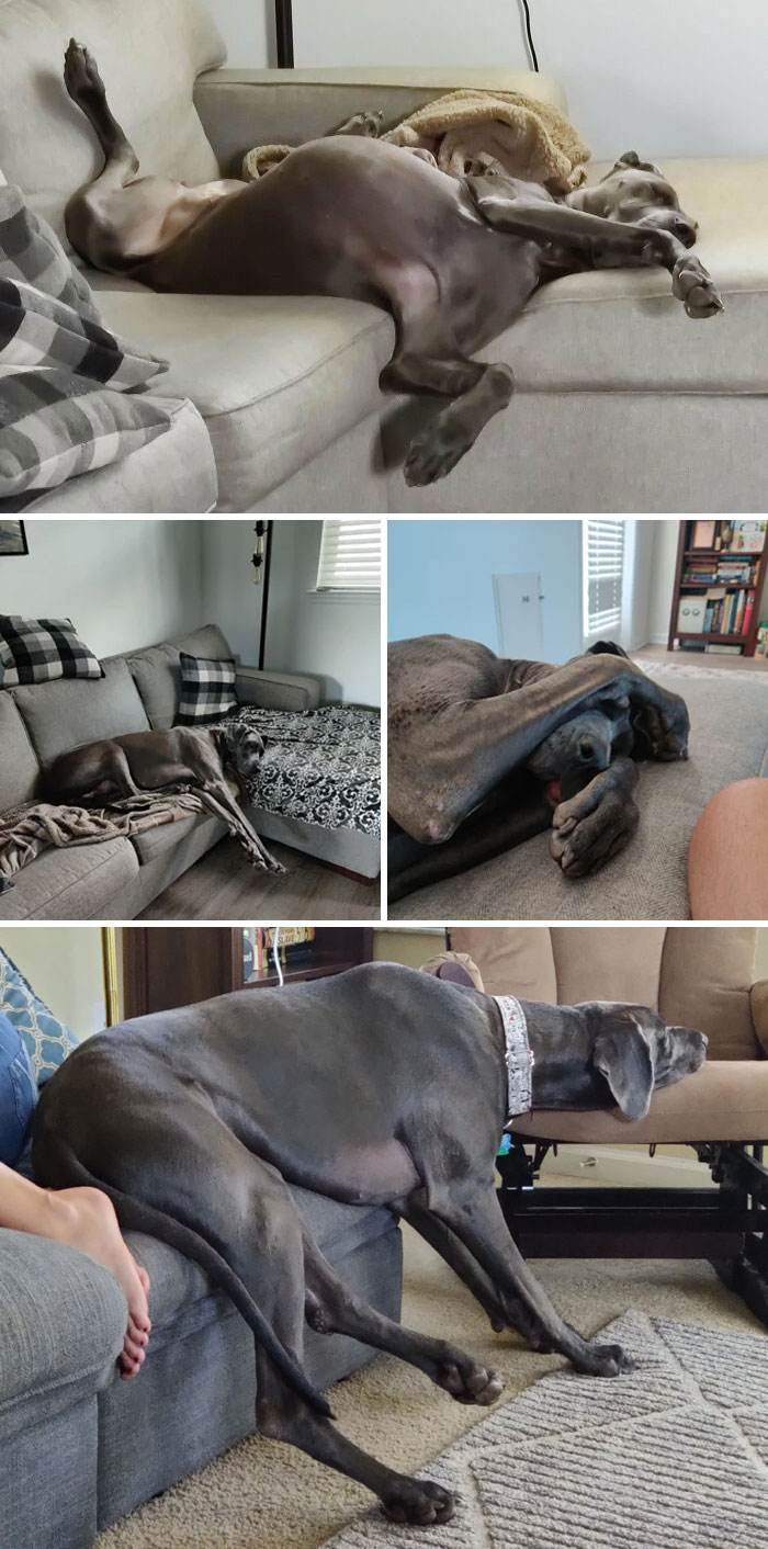 30 Funny Pics Of Great Danes With No Regard For Their Size 