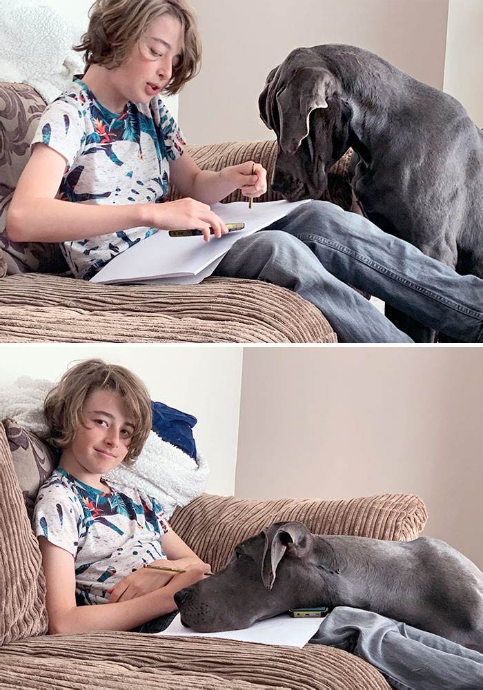 funny dogs great danes pics 17 63f6093b58f83 700