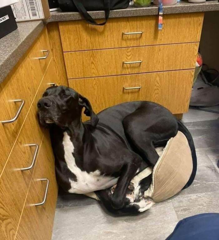 30 Funny Pics Of Great Danes With No Regard For Their Size 