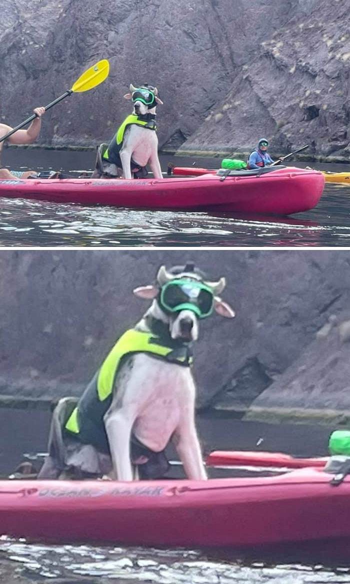funny dogs great danes pics 3 63d23c35c1645 700
