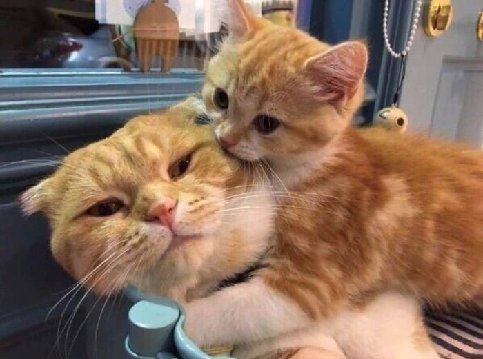 orange cats 15 6331a79c18ac7 700